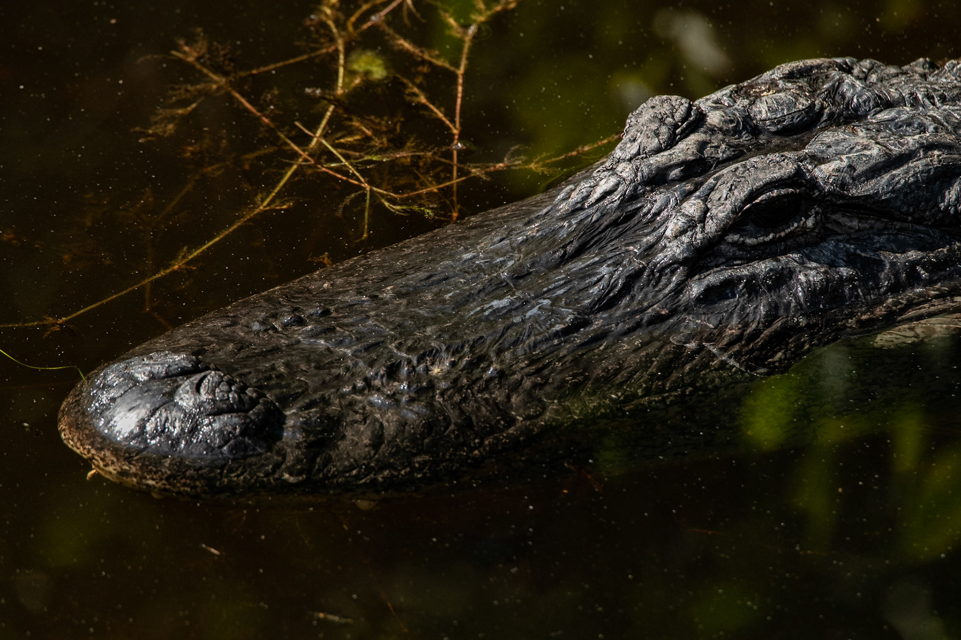 2025 - Nikon Digital - Everglades (untitled)