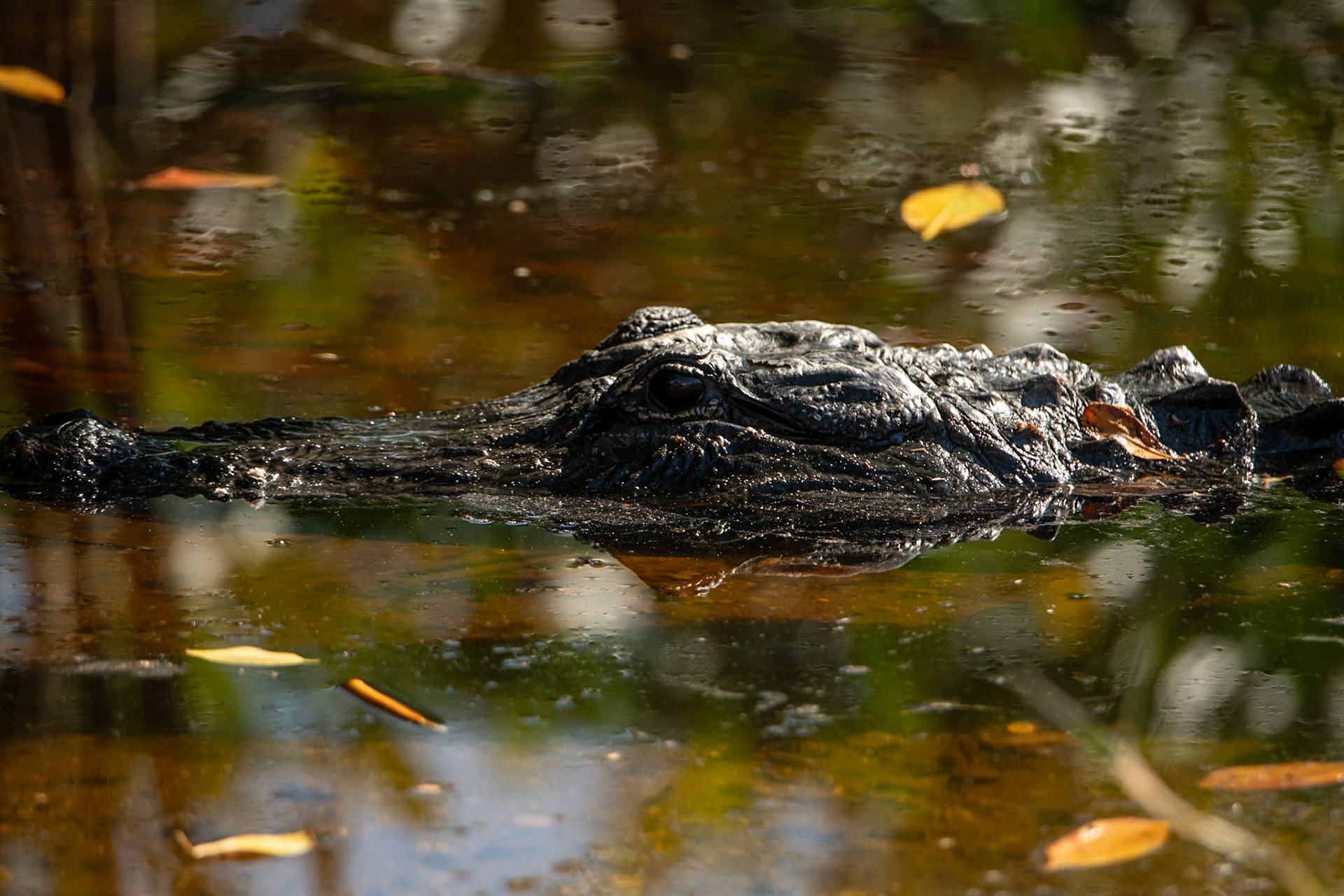 2025 - Nikon Digital - Everglades (untitled)