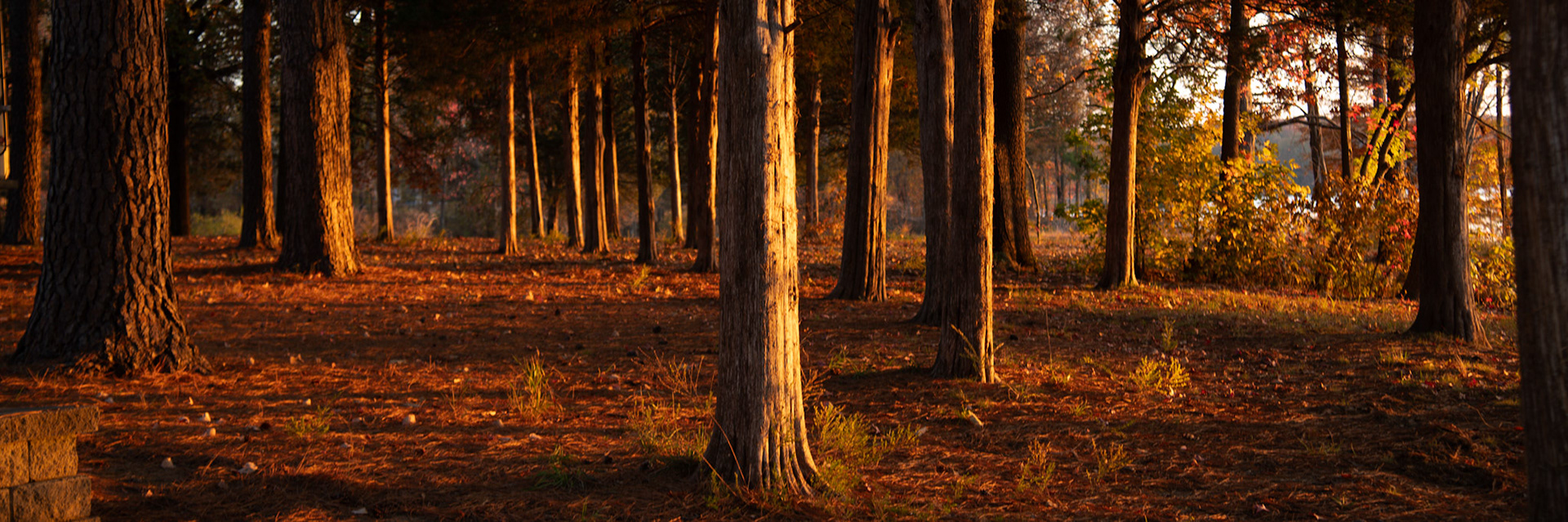 2023 - Nikon Digital - Sunrise in the Forest