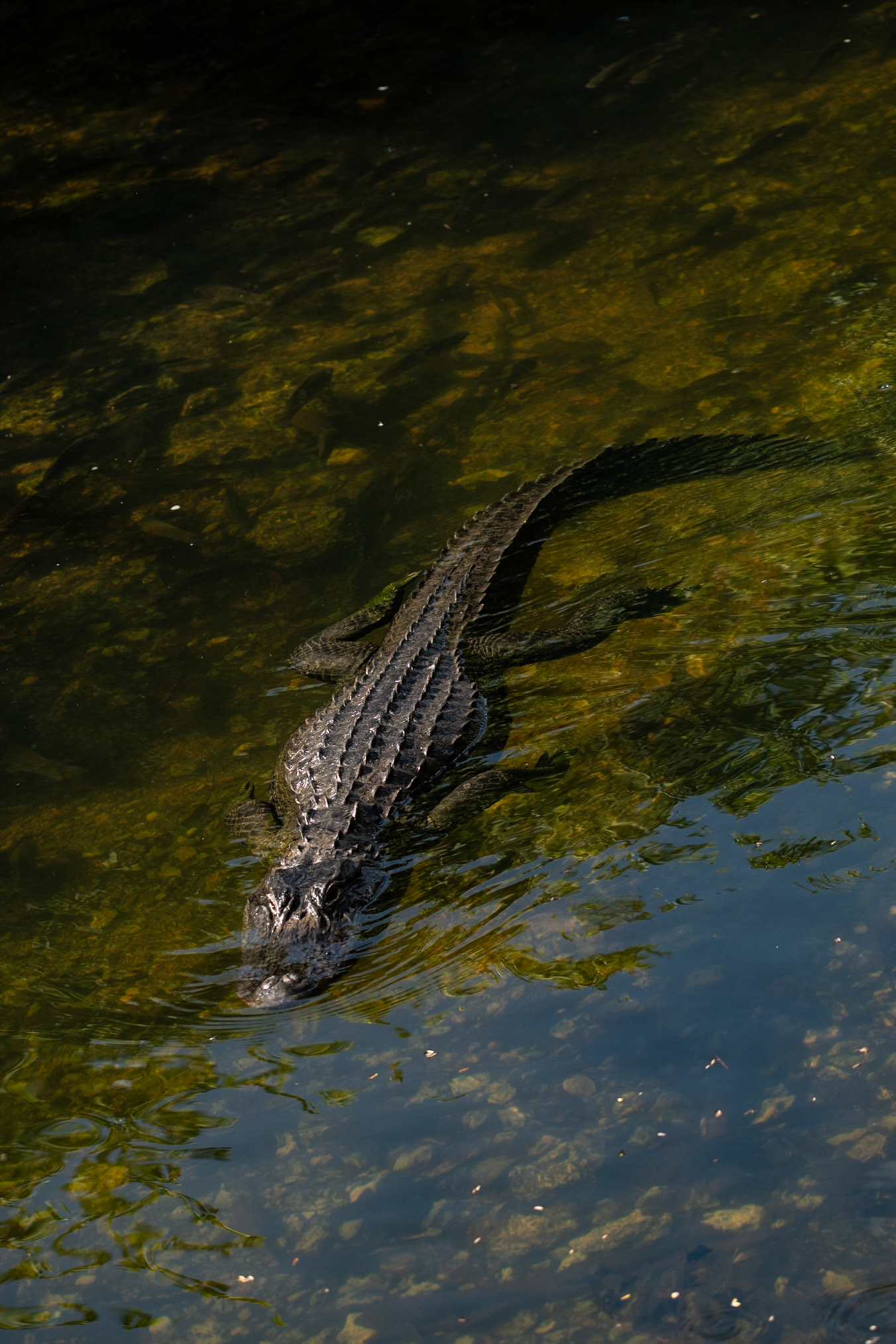 2025 - Nikon Digital - Everglades (untitled)