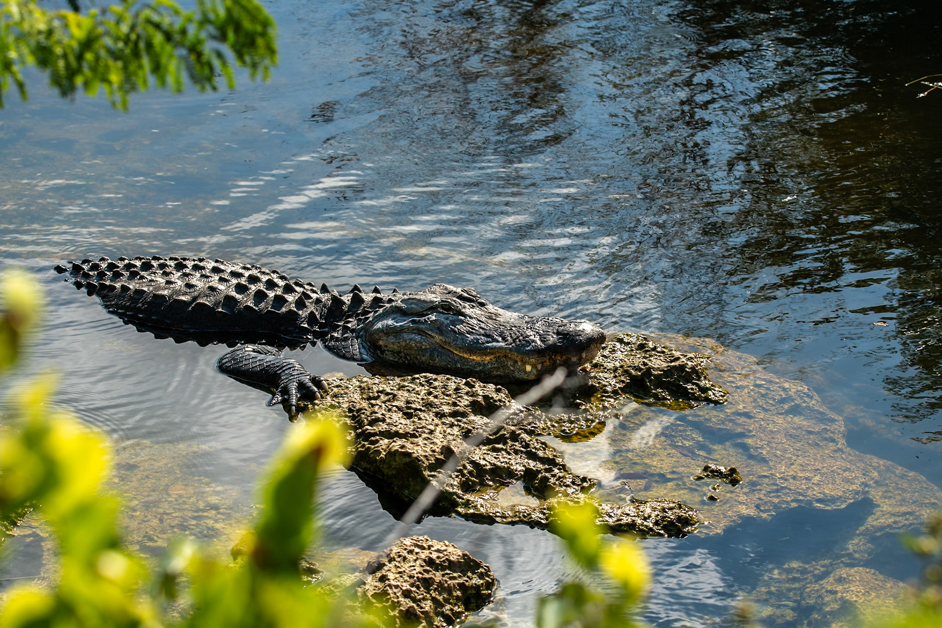 2025 - Nikon Digital - Everglades (untitled)