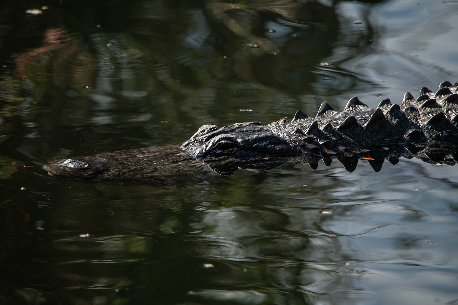 2025 - Nikon Digital - Everglades (untitled)