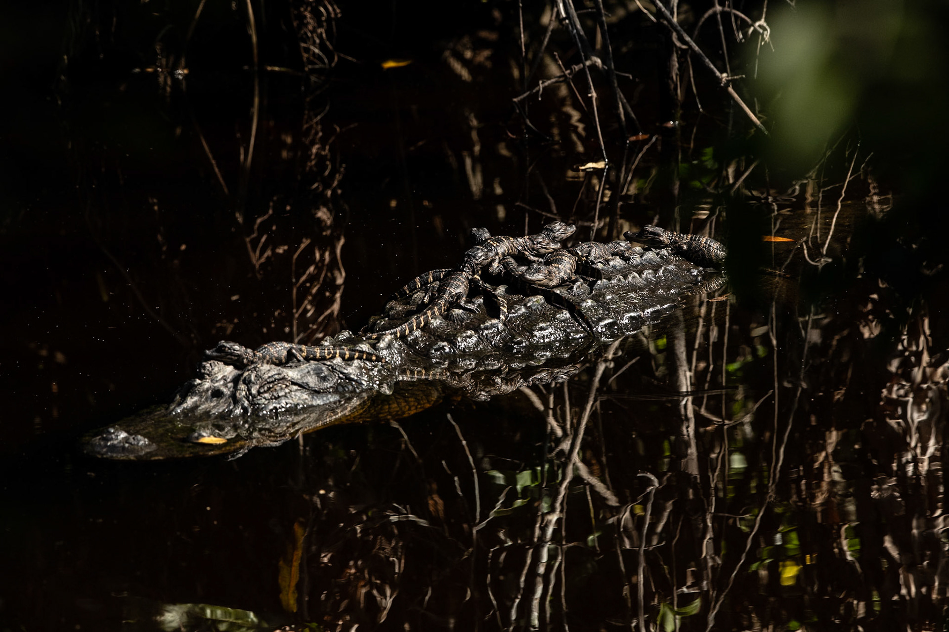 2025 - Nikon Digital - Everglades (untitled)