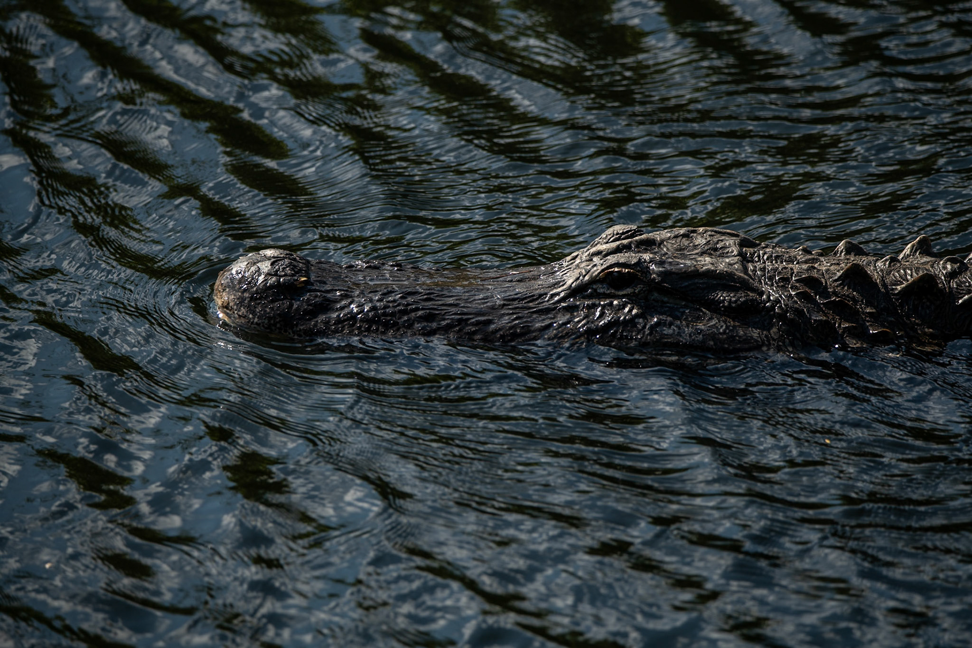 2025 - Nikon Digital - Everglades (untitled)