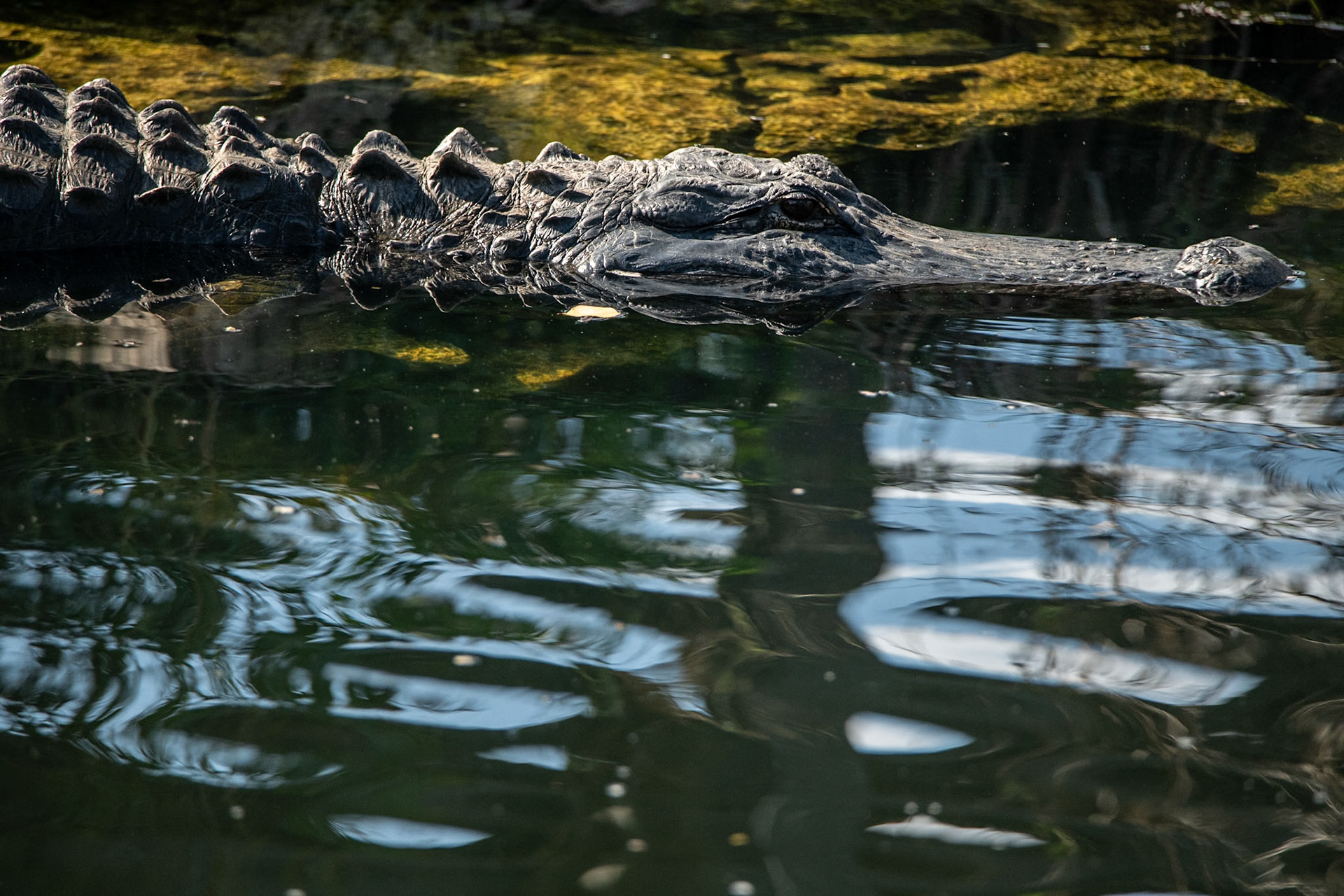 2025 - Nikon Digital - Everglades (untitled)