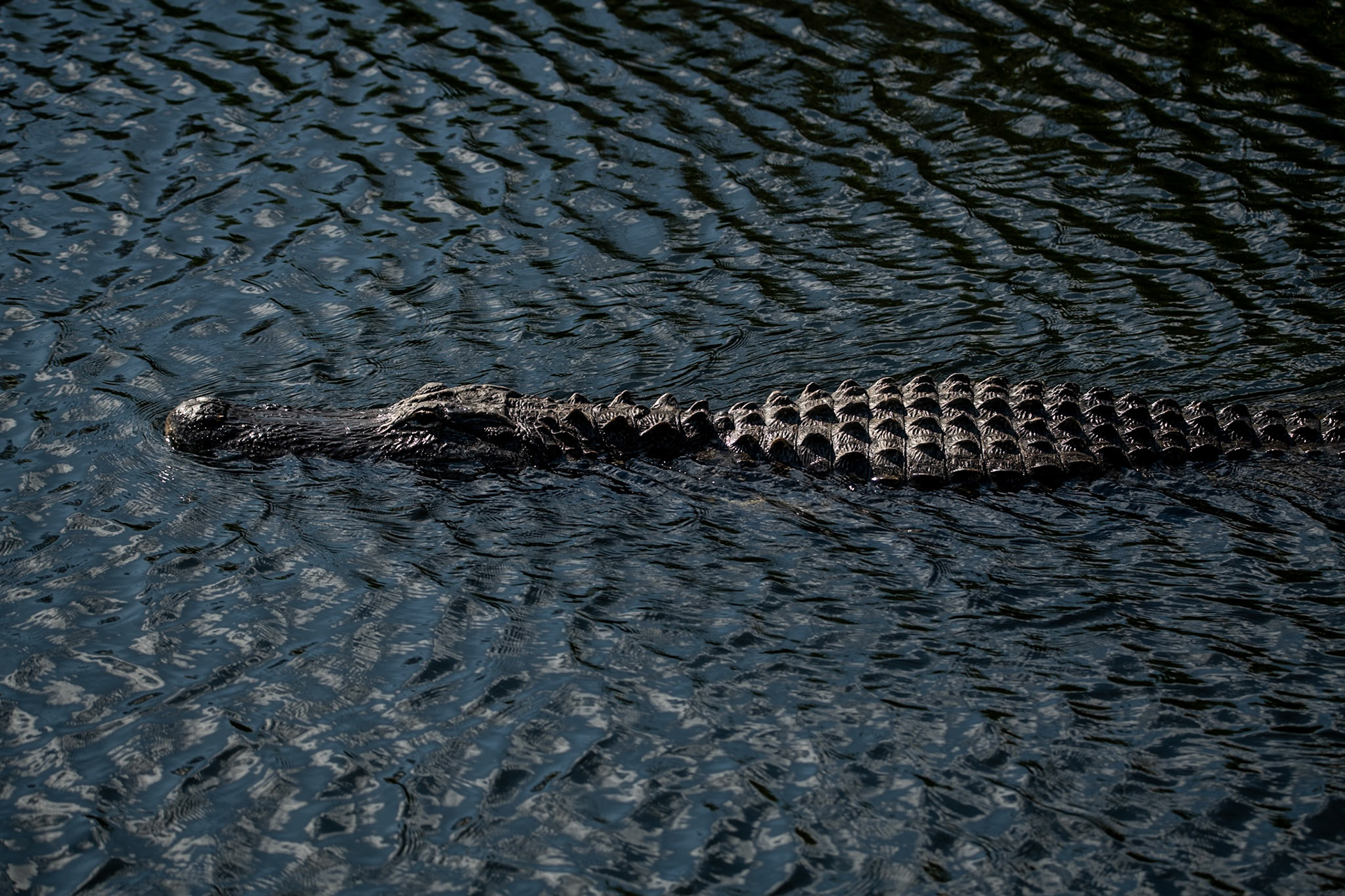 2025 - Nikon Digital - Everglades (untitled)