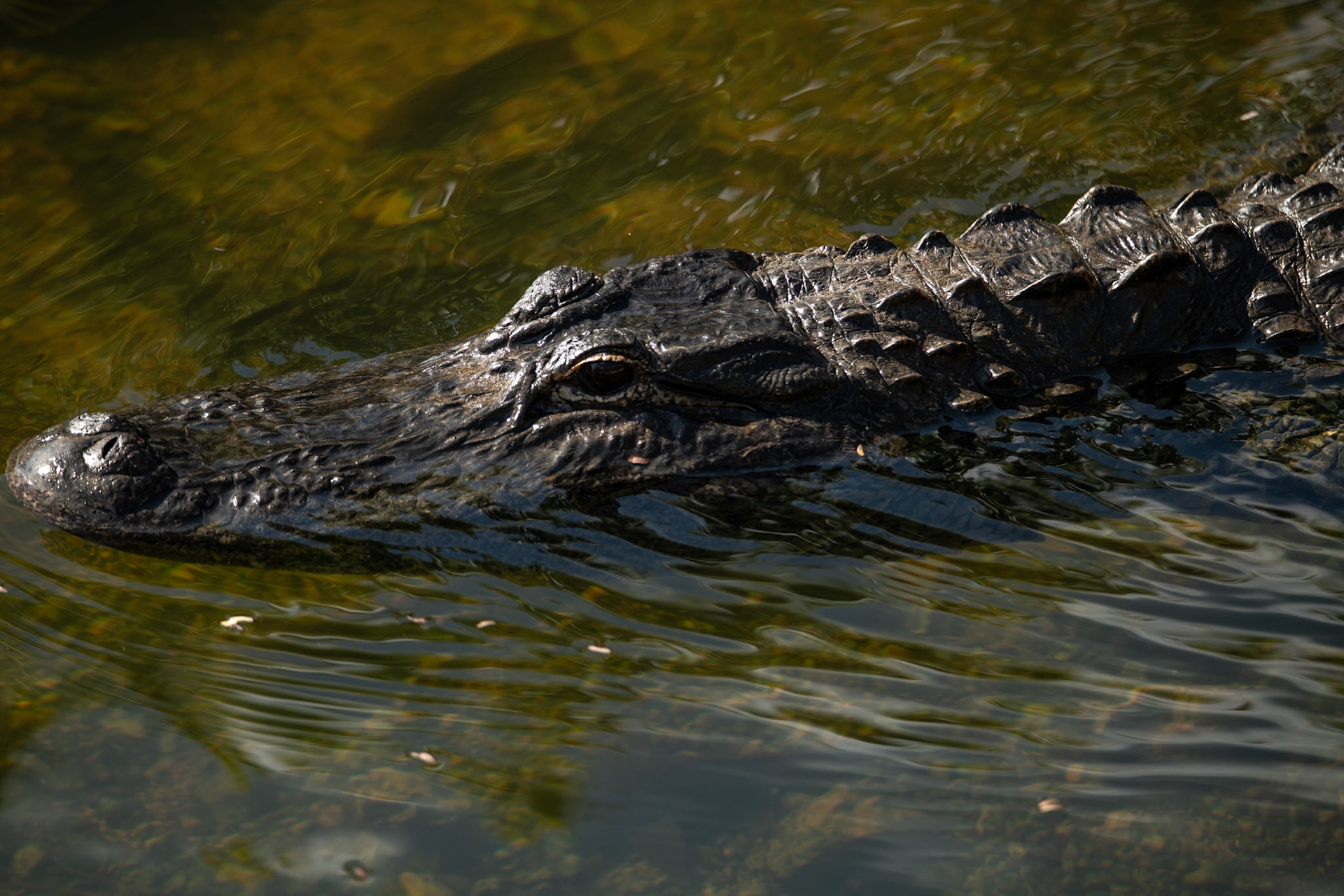 2025 - Nikon Digital - Everglades (untitled)