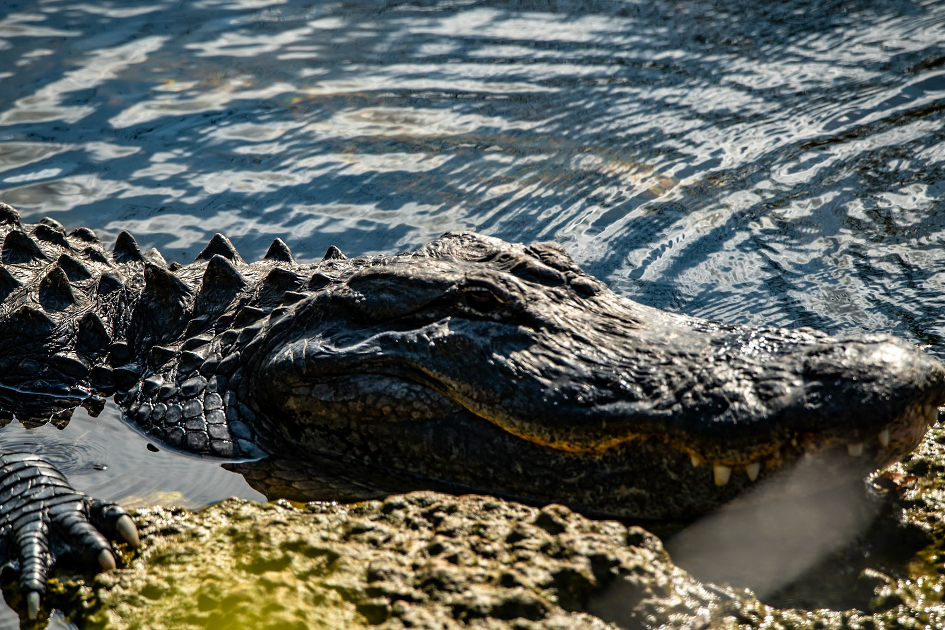 2025 - Nikon Digital - Everglades (untitled)