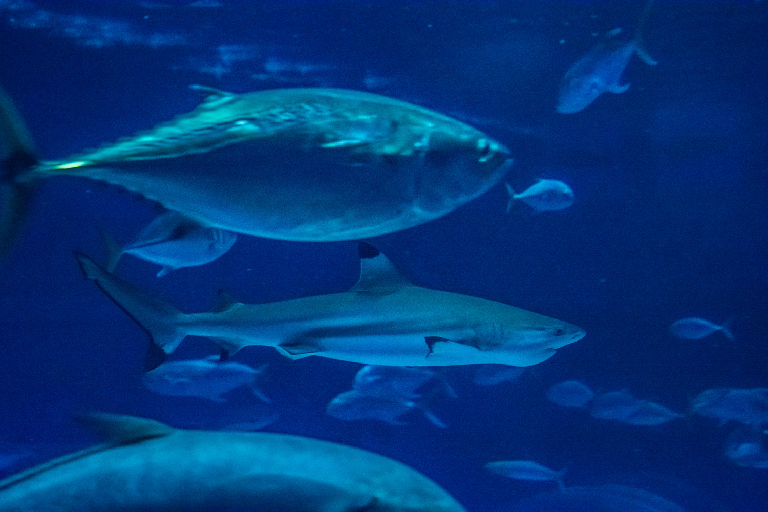 AquaRio Aquarium