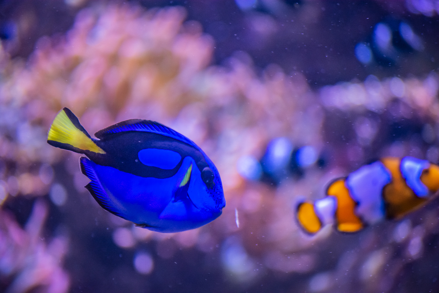 AquaRio Aquarium