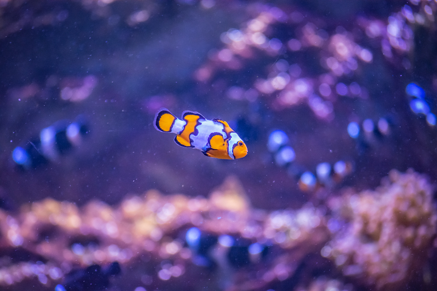 AquaRio Aquarium