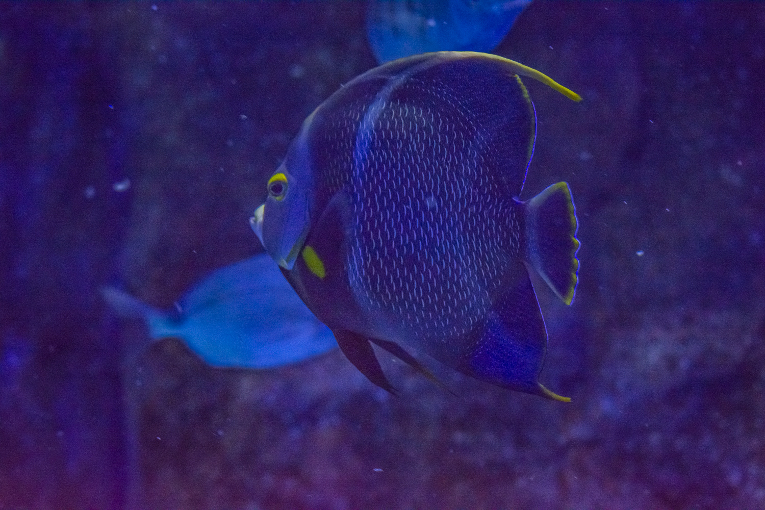 AquaRio Aquarium