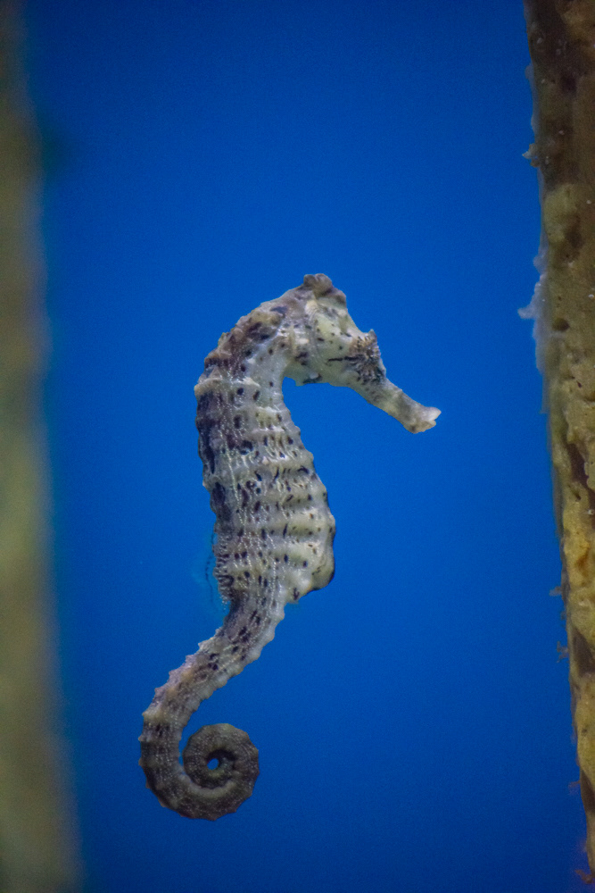 AquaRio Aquarium