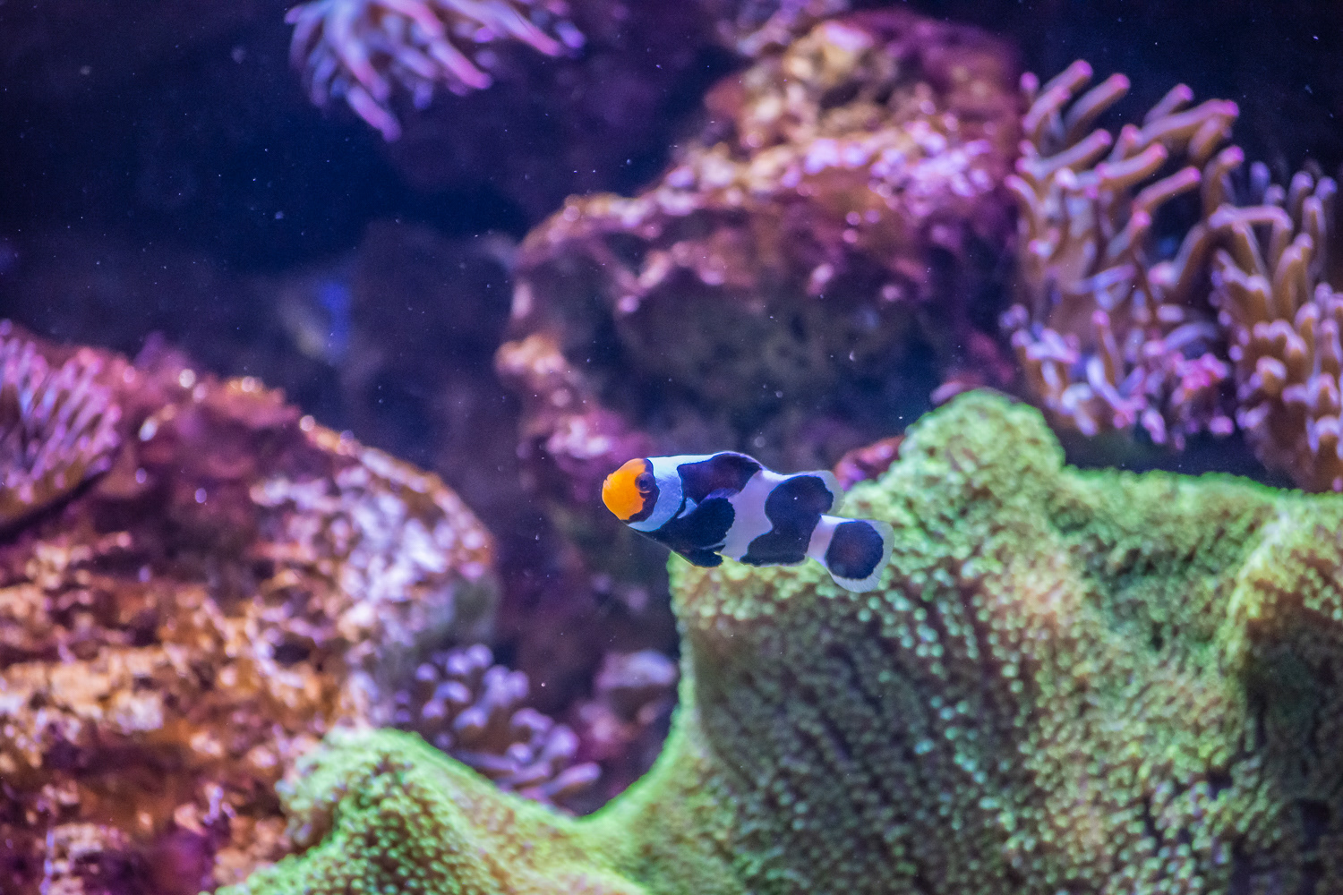 AquaRio Aquarium