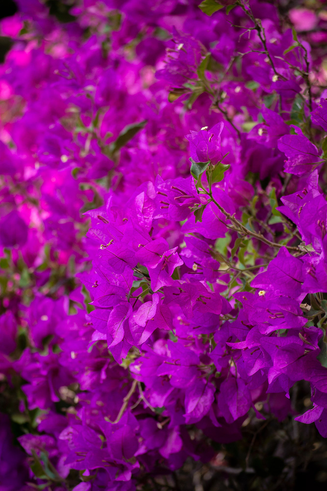 Botanical Garden