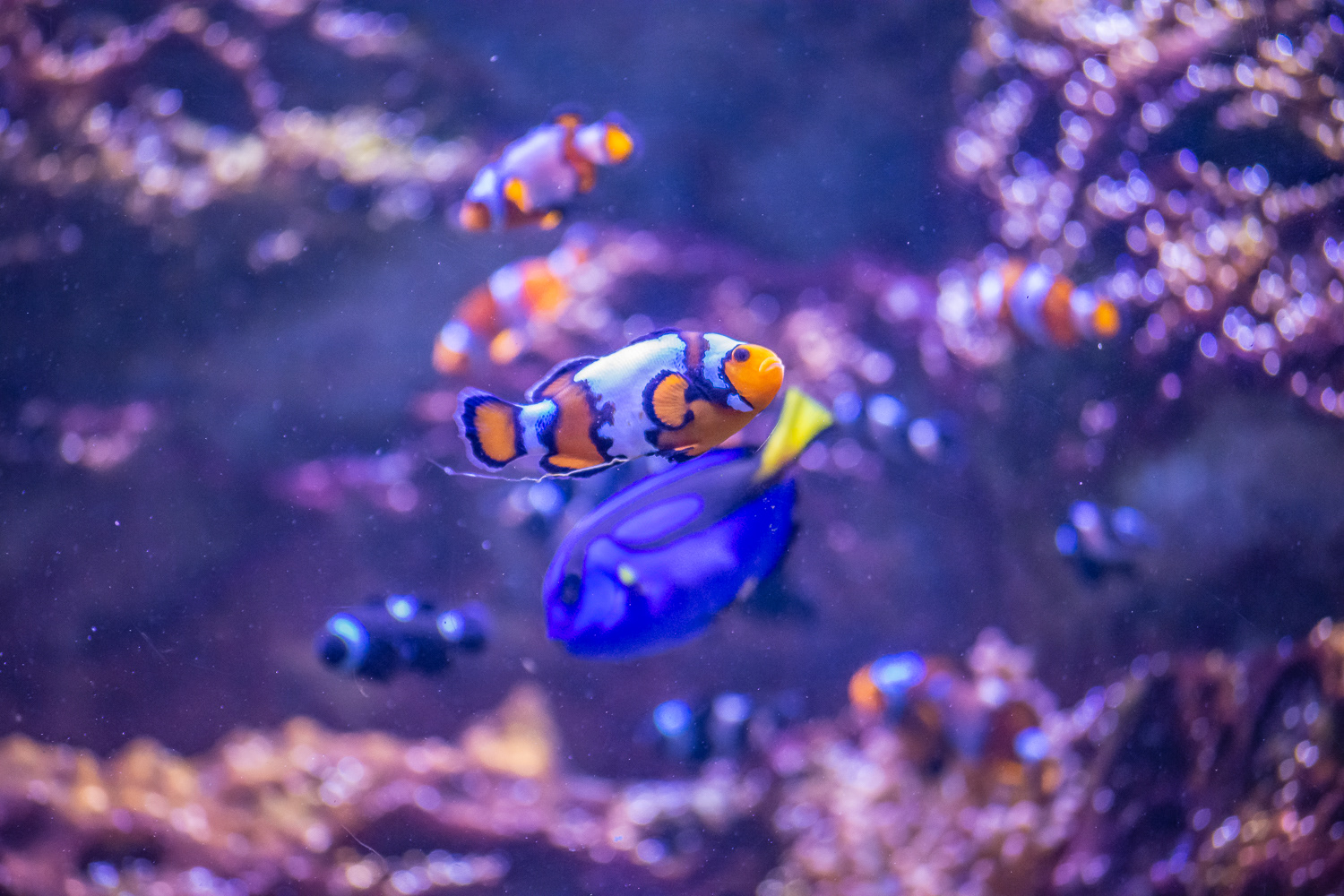 AquaRio Aquarium