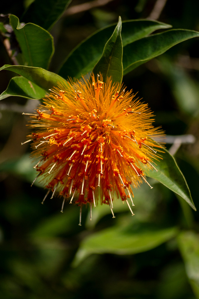 Botanical Garden