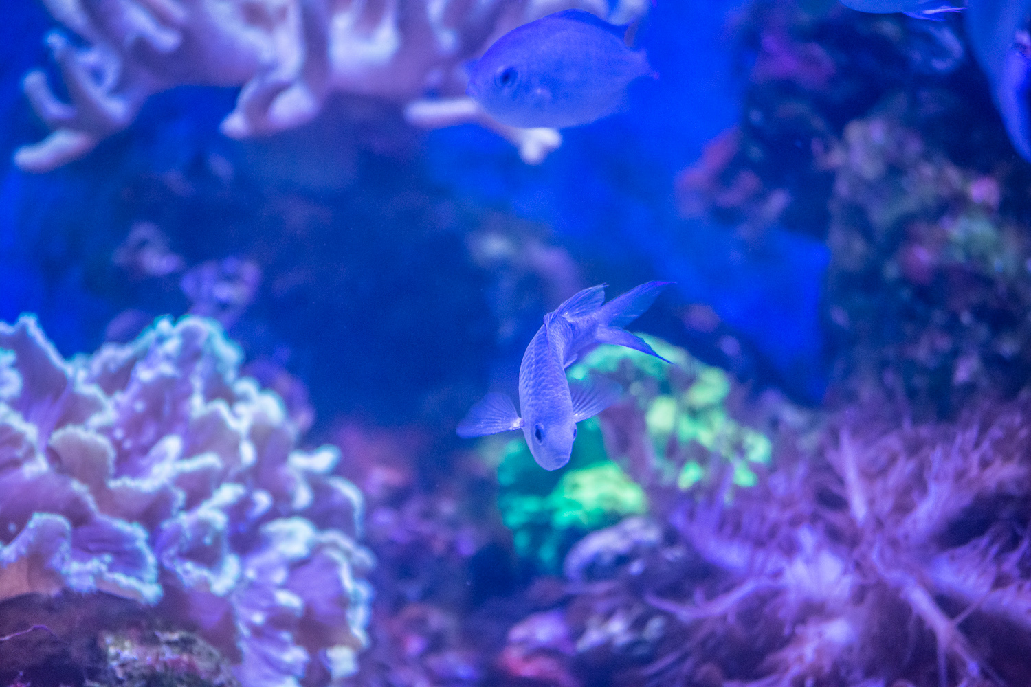 AquaRio Aquarium