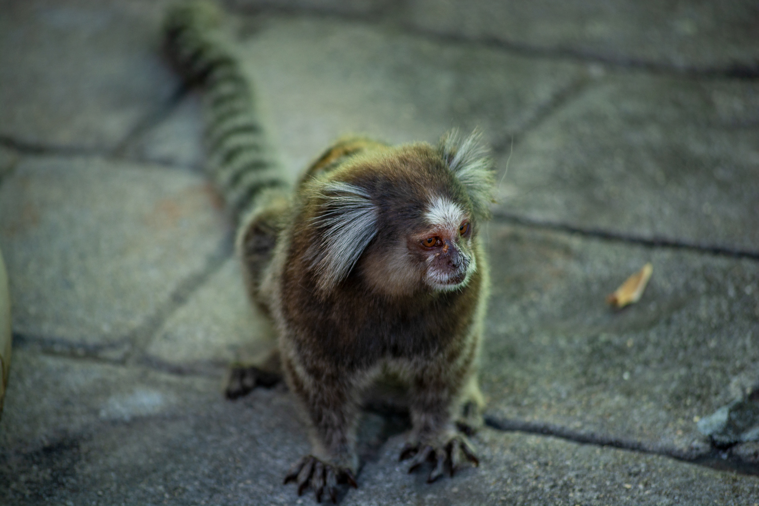 Little monkey at Sugar Loaf mountain