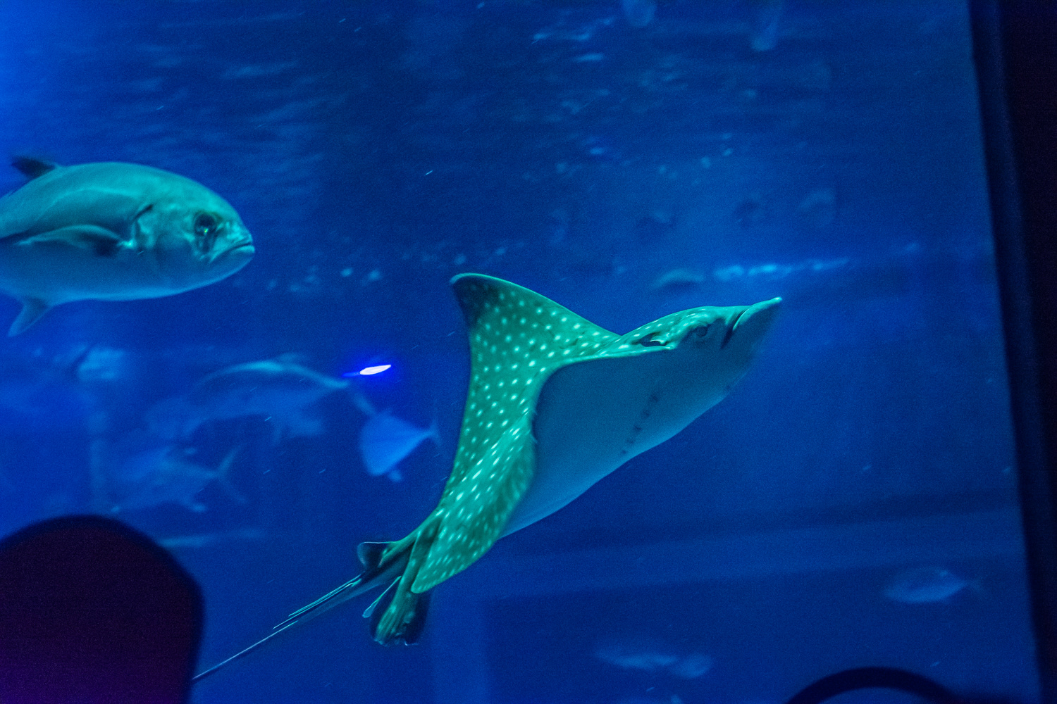 AquaRio Aquarium