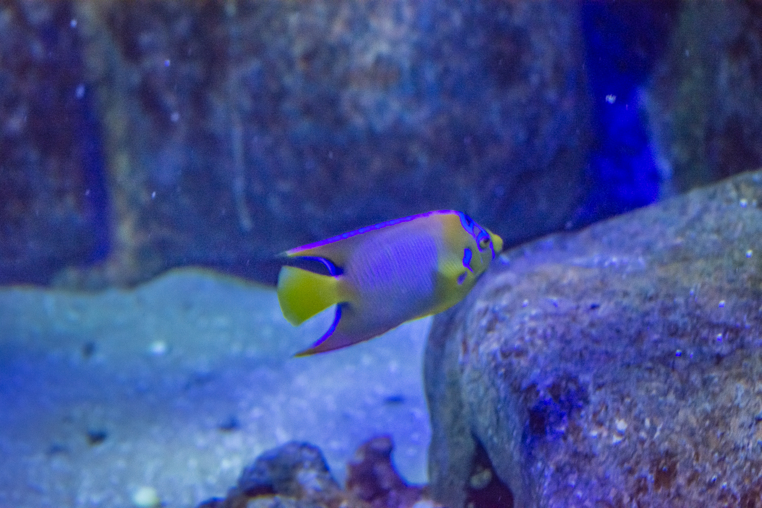 AquaRio Aquarium