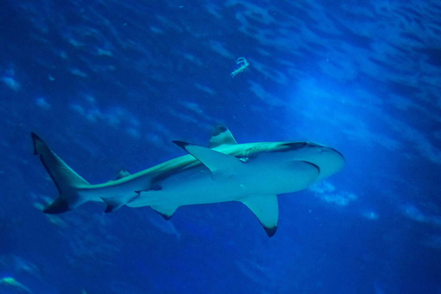 AquaRio Aquarium