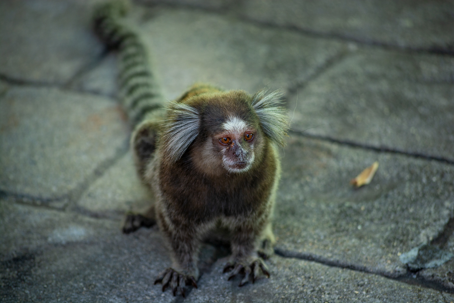 Little monkey at Sugar Loaf mountain