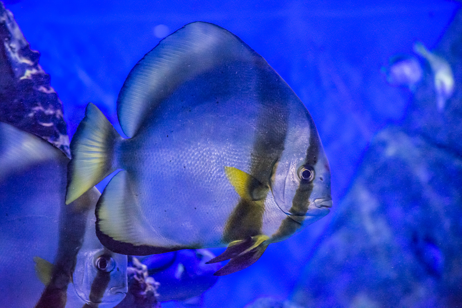 AquaRio Aquarium