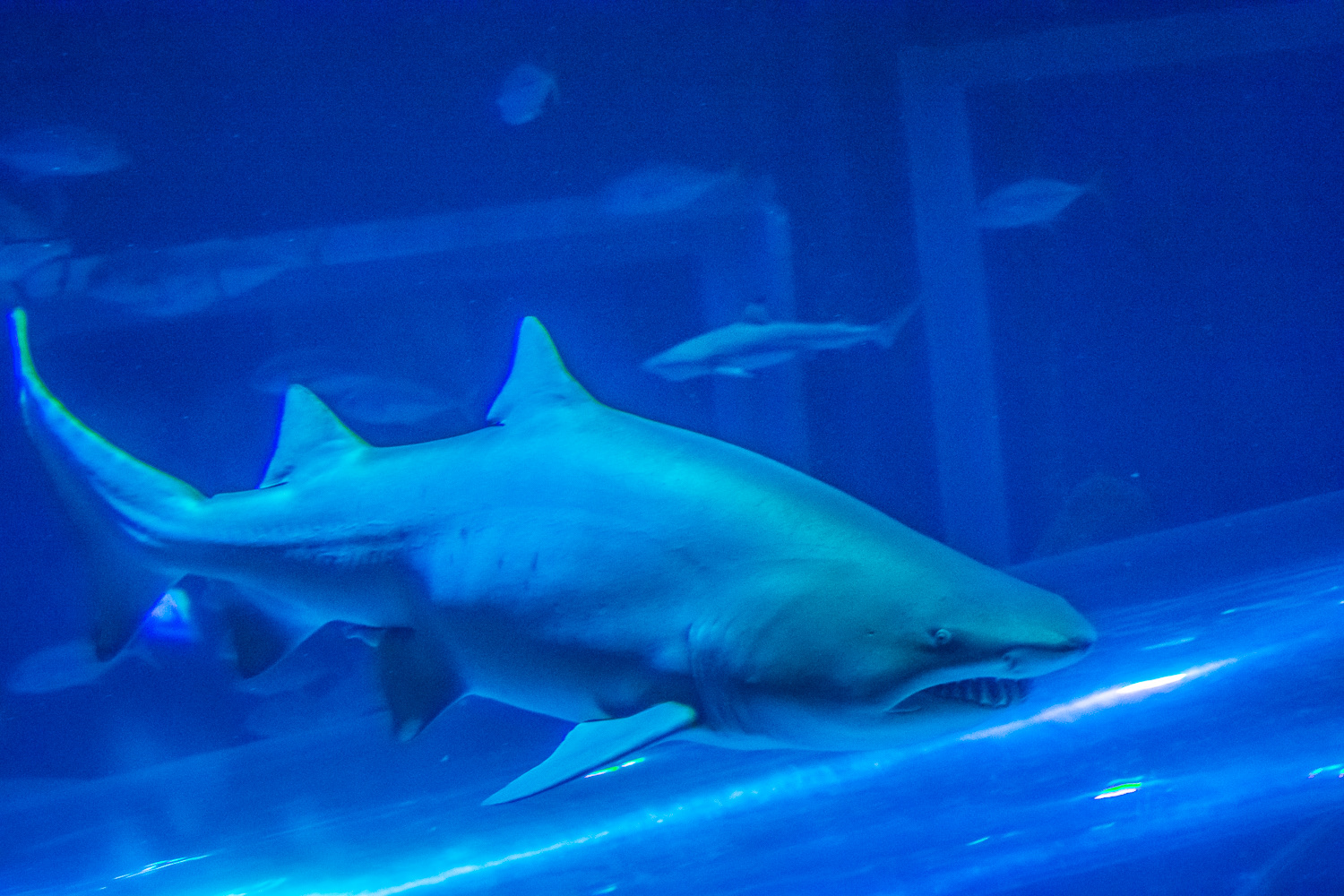 AquaRio Aquarium