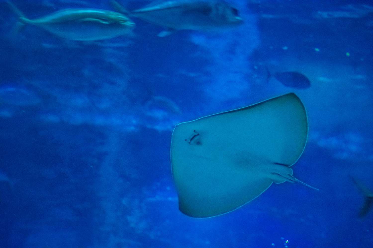 AquaRio Aquarium
