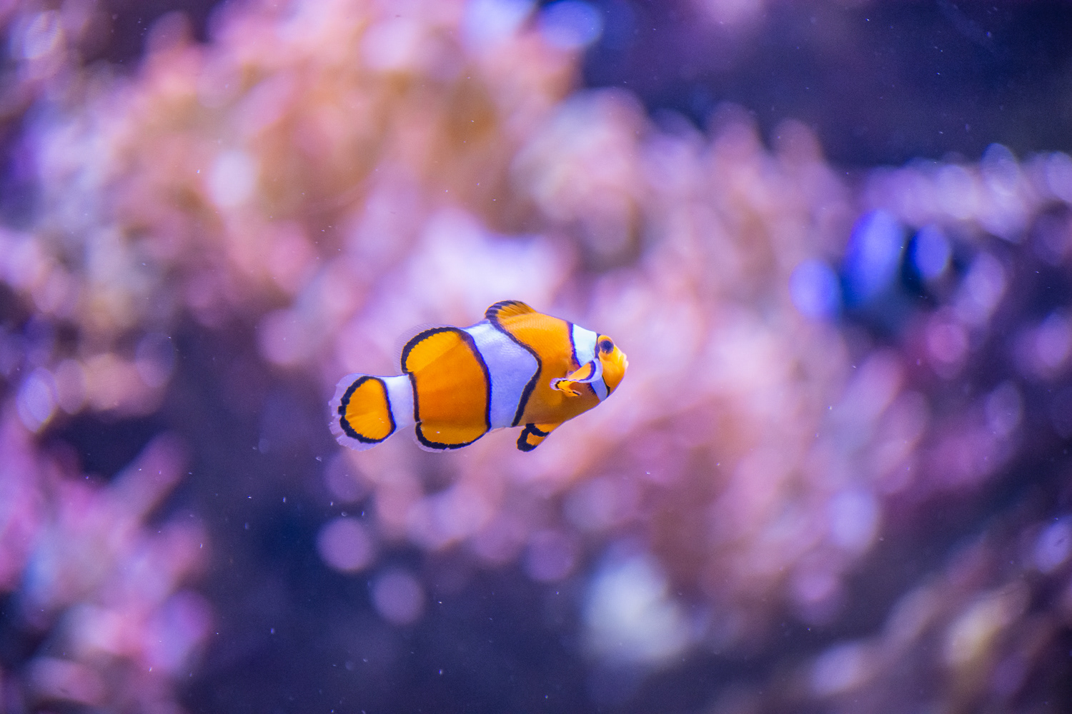 AquaRio Aquarium