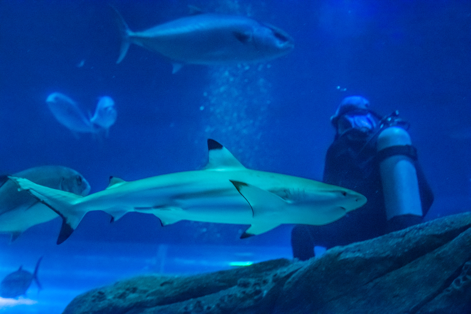 AquaRio Aquarium