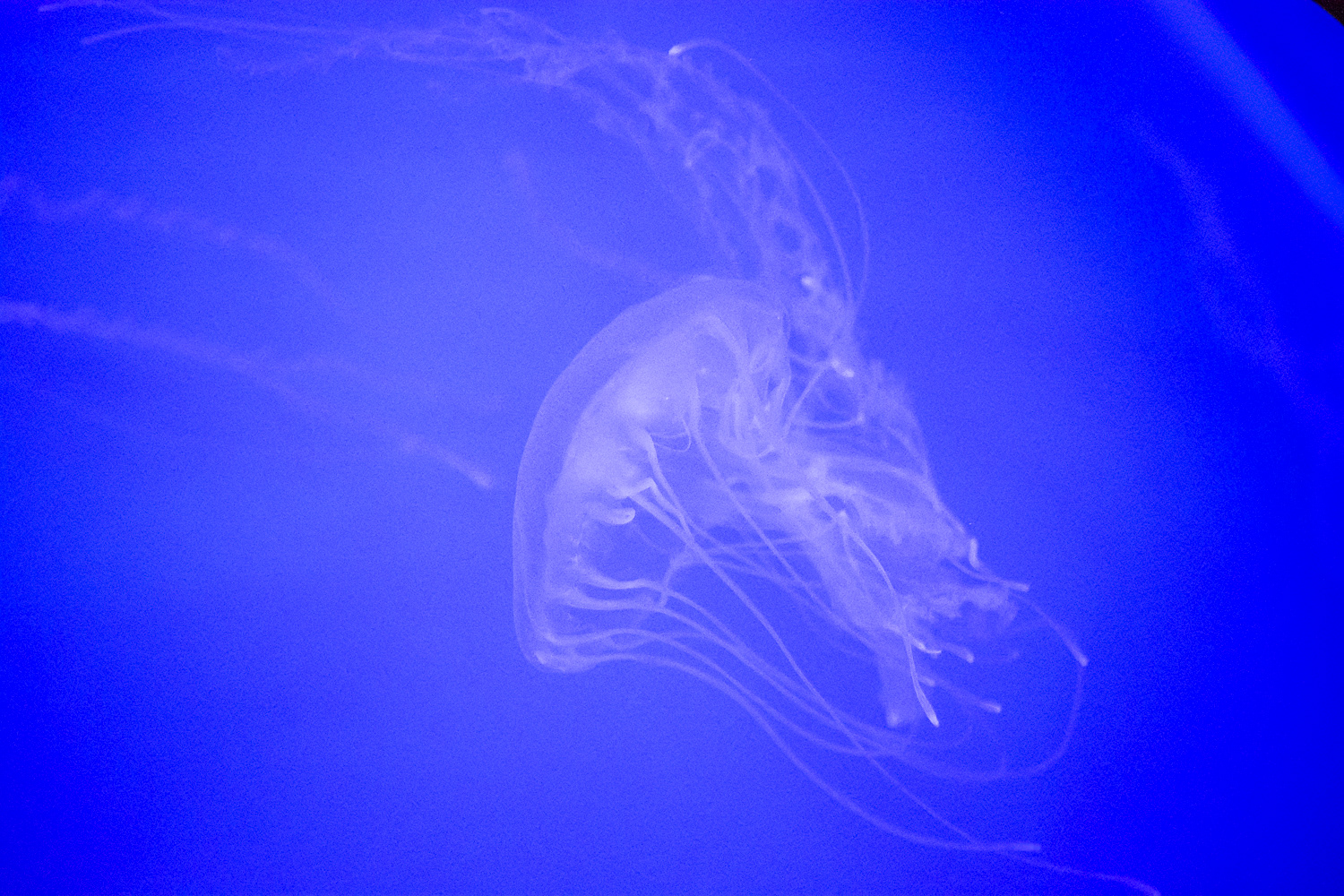 AquaRio Aquarium