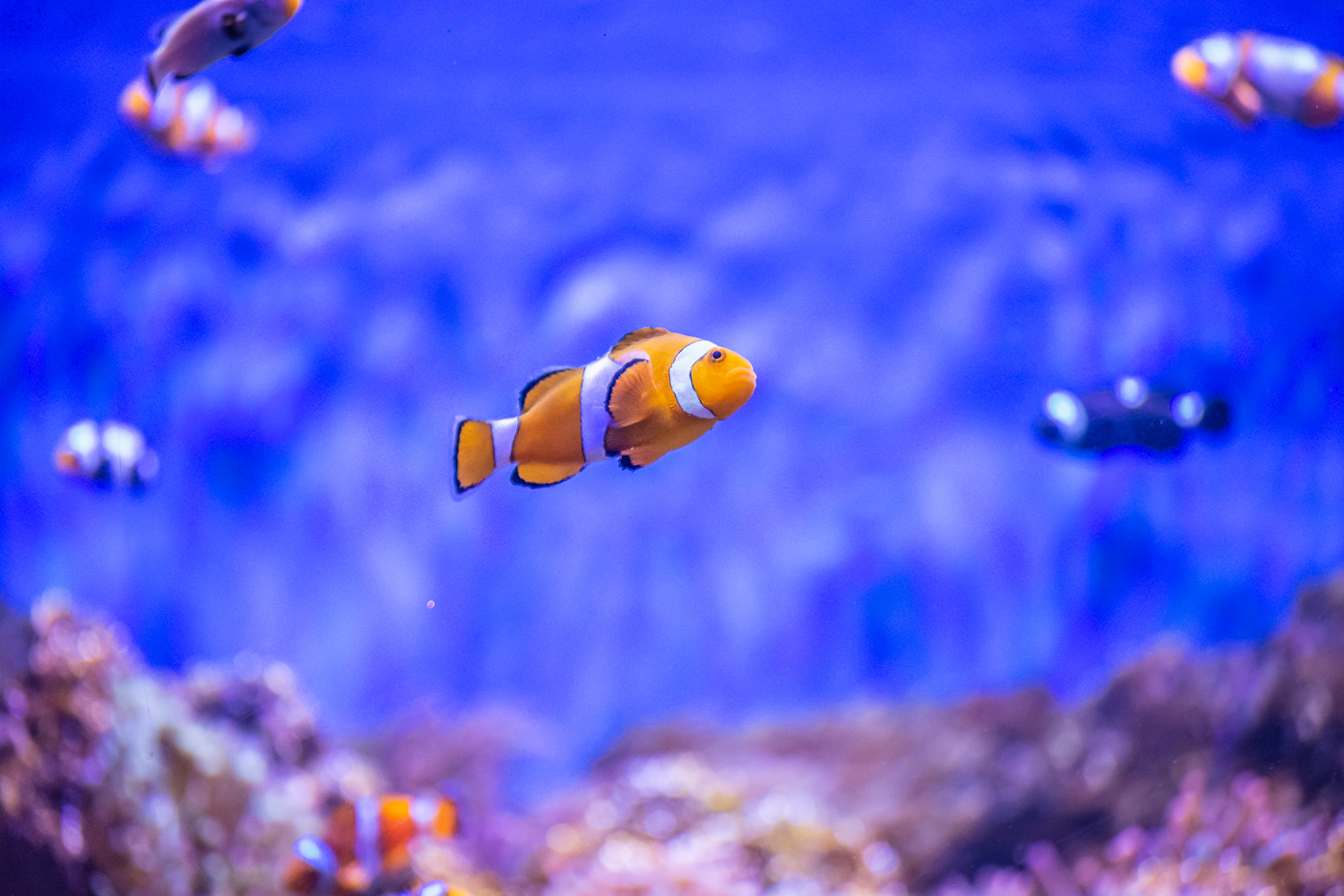 AquaRio Aquarium