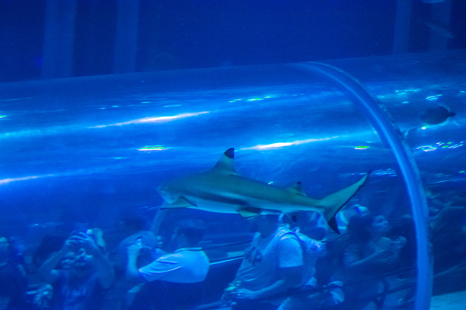 AquaRio Aquarium