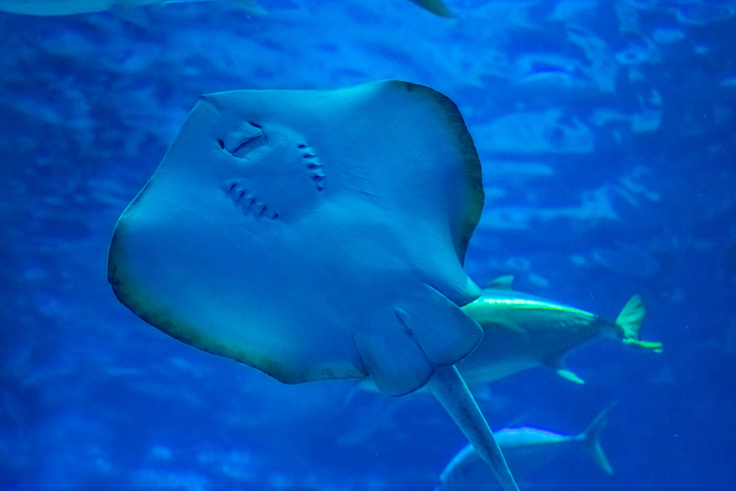 AquaRio Aquarium