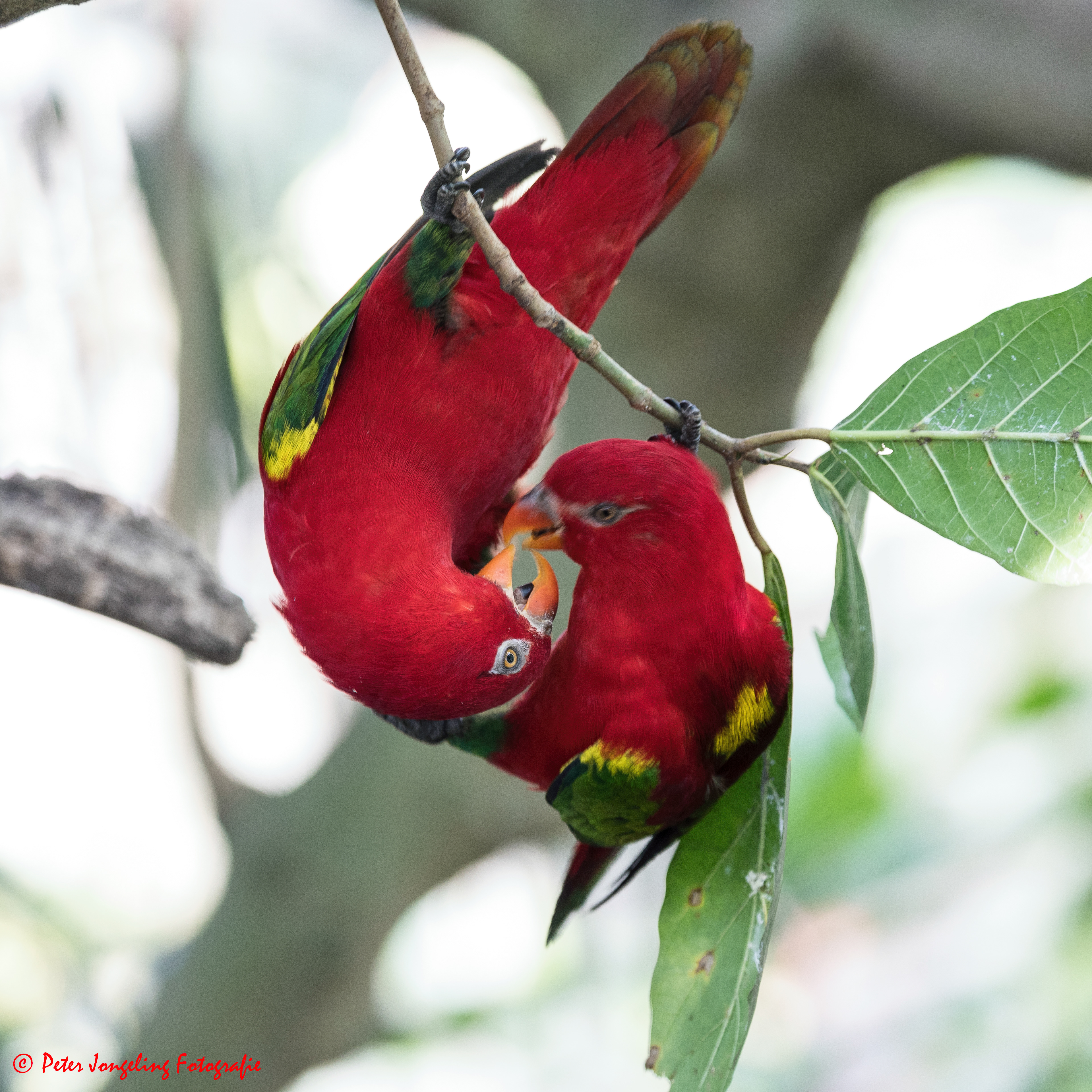 Bali Bird Park, Indonesia