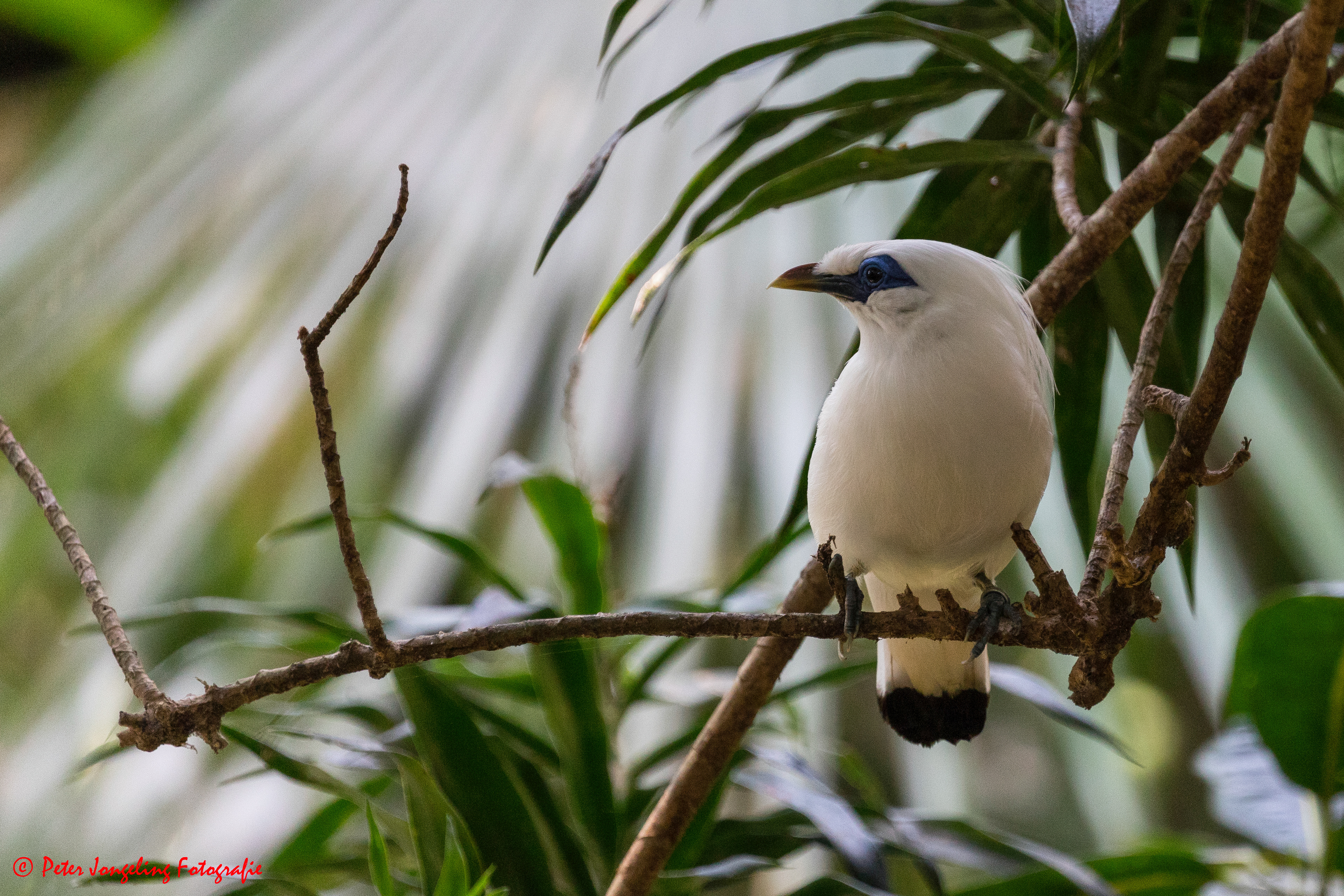 Bali Bird Park, Indonesia