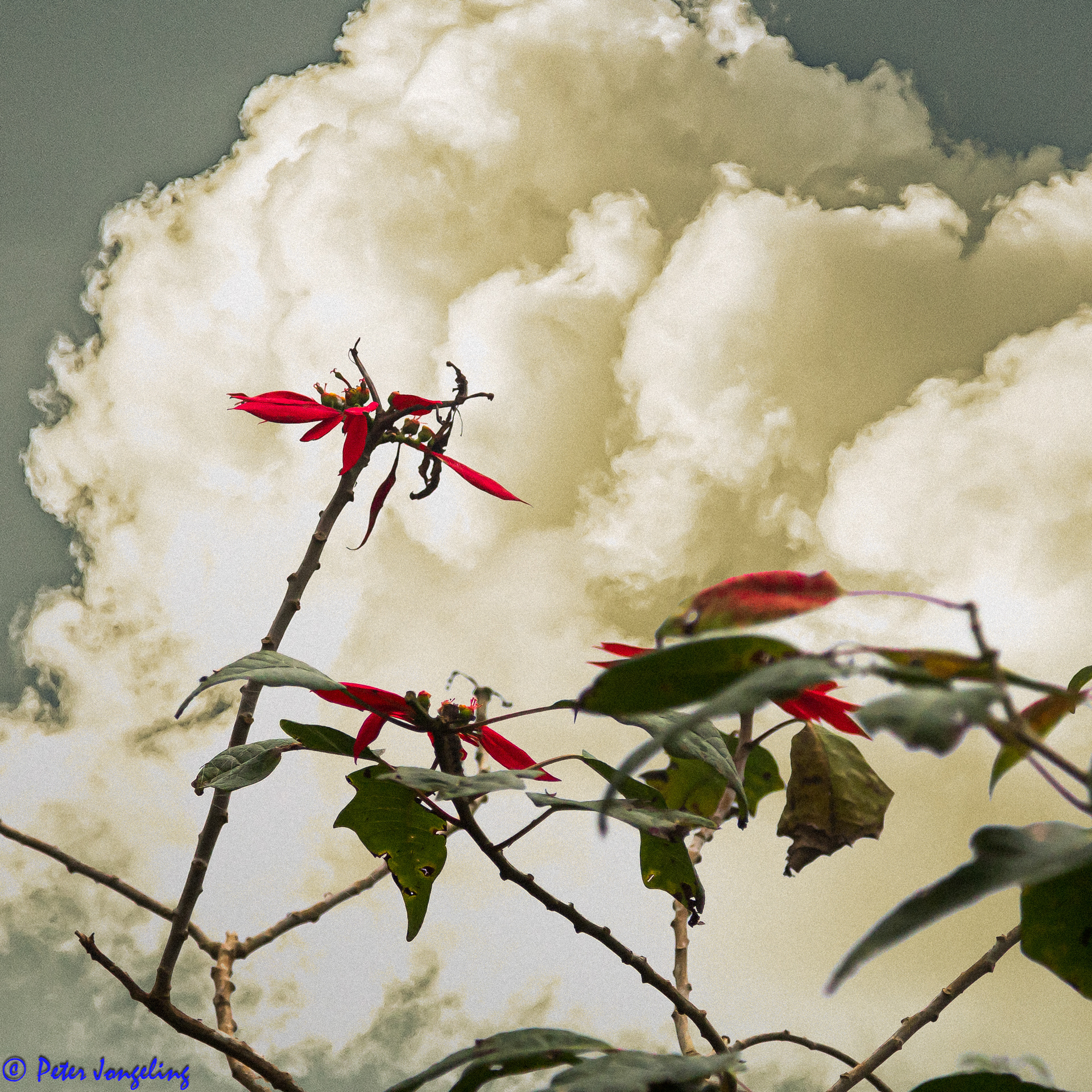 natuur algemeen