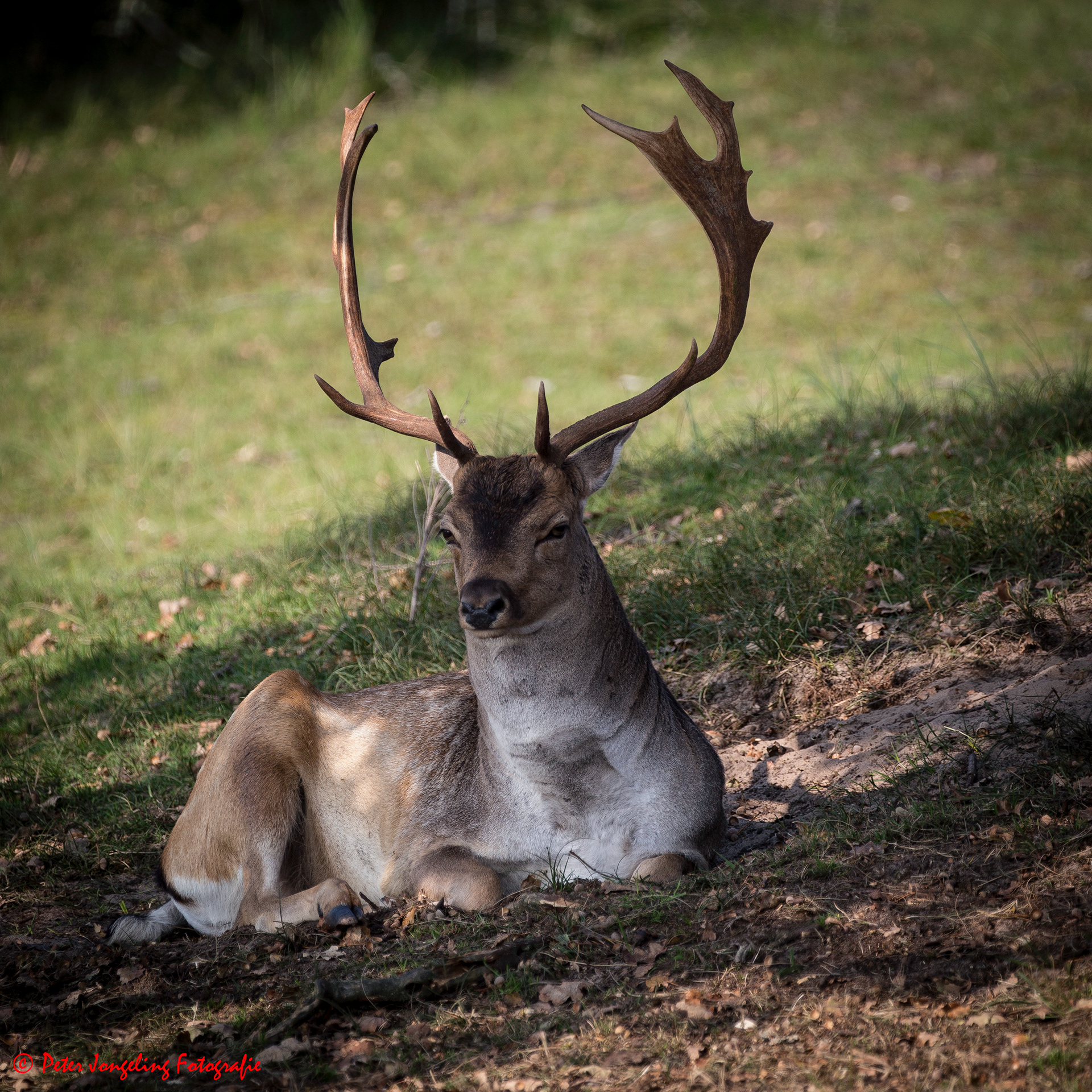 Amsterdamse Waterleidingduinen
