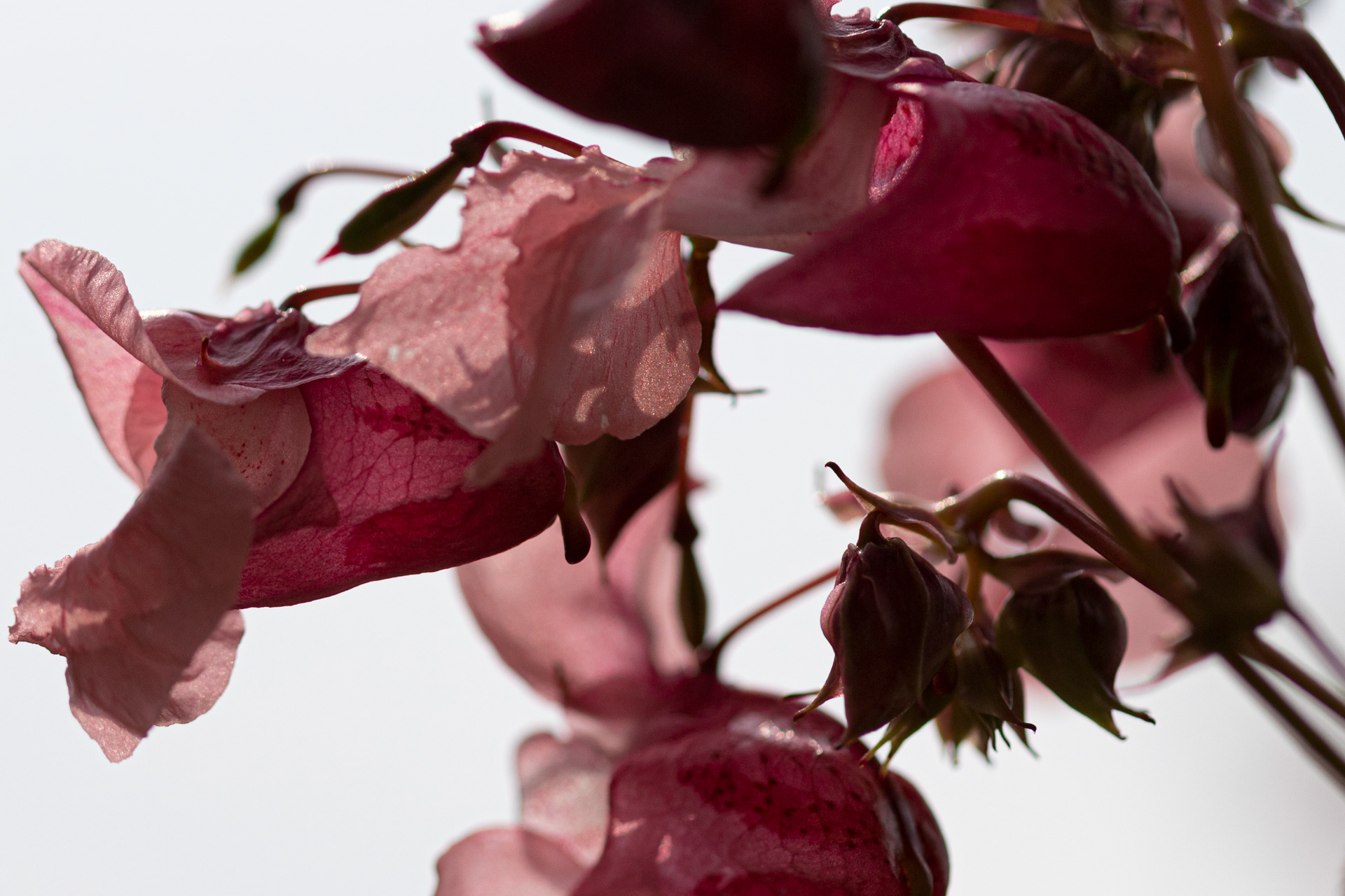 Hortus Uithof Utrecht