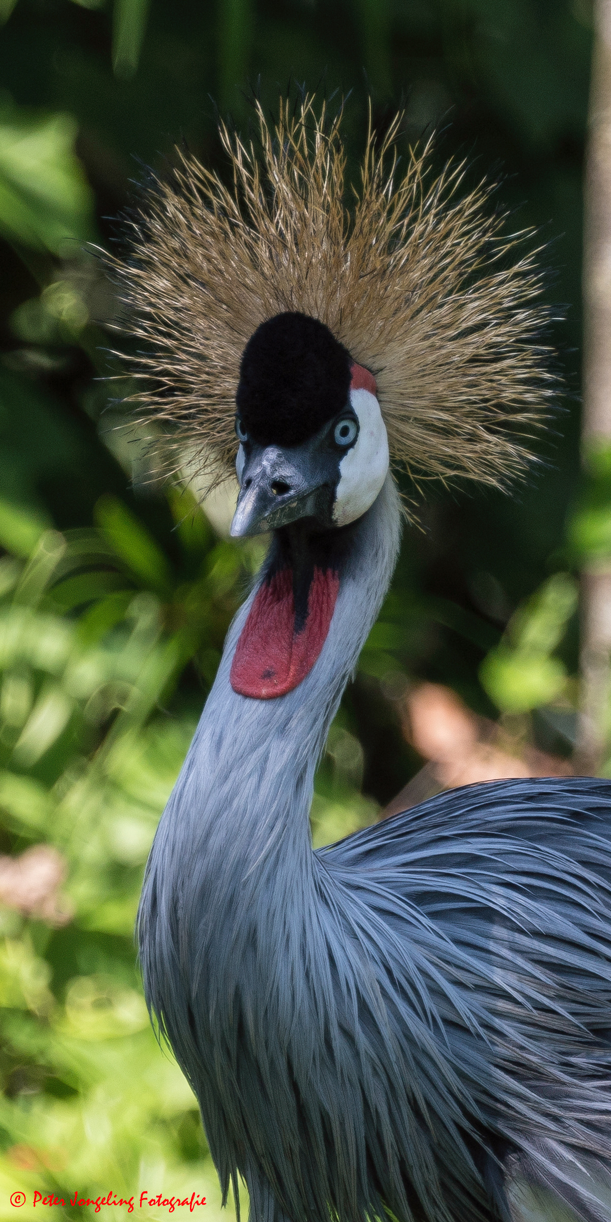 Bali Bird Park, Indonesia