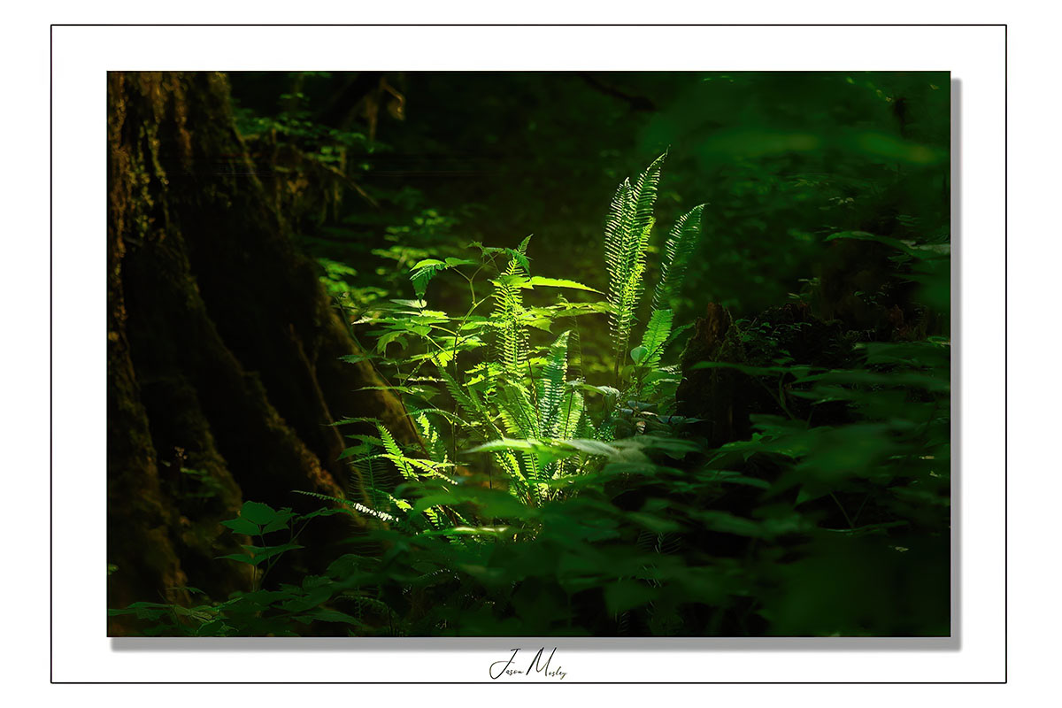 Sun Light in the Wood 