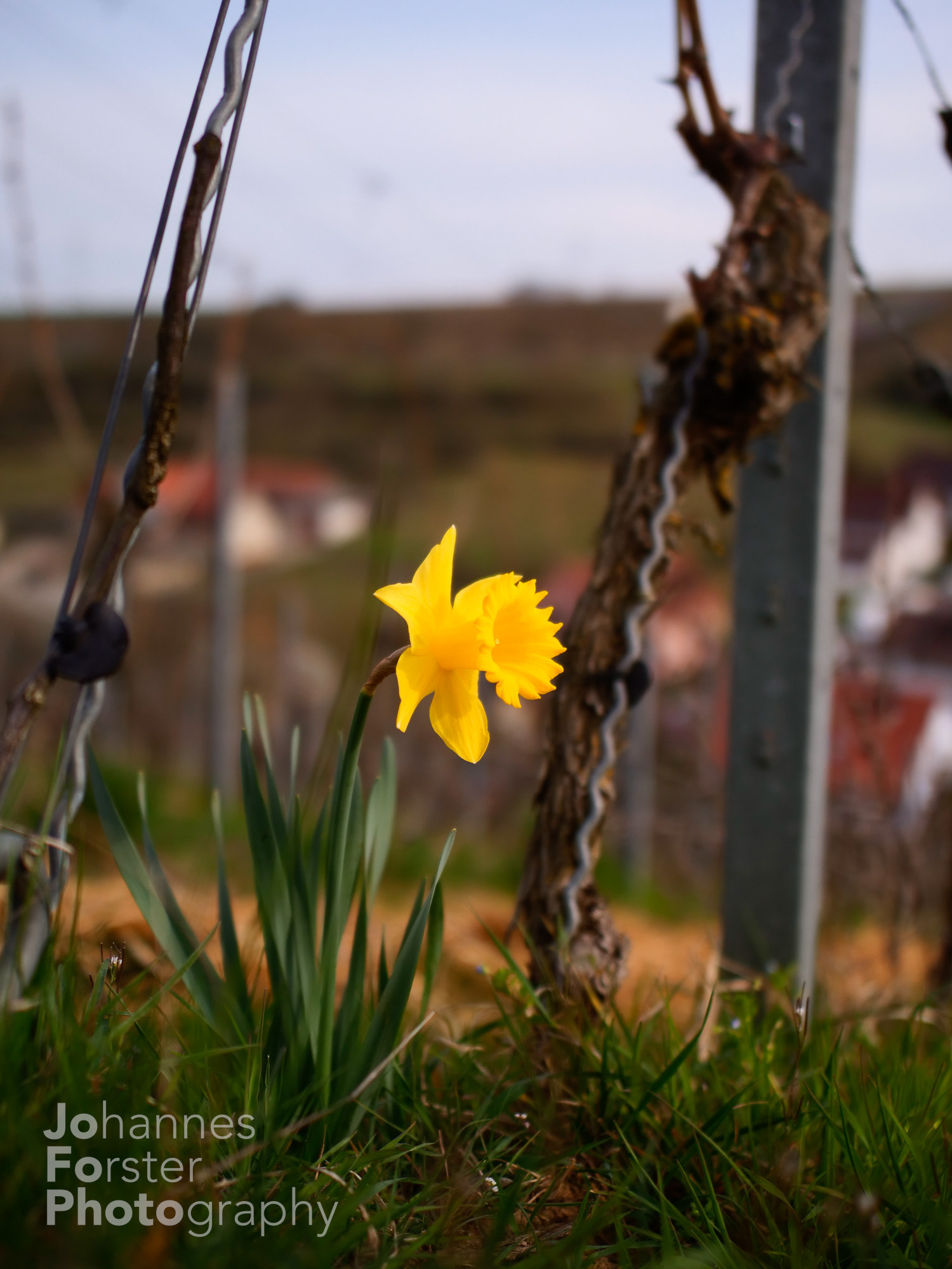 Theilheim
