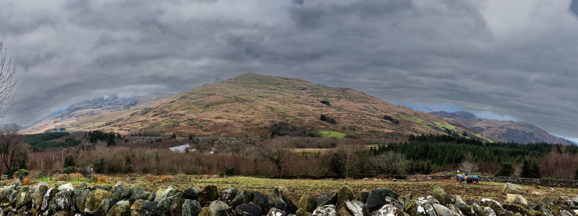 Beddgelert Forest