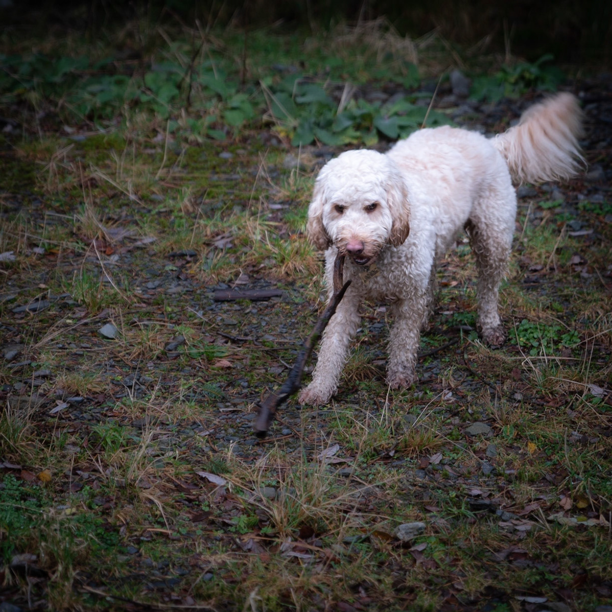 Beddgelert Forest