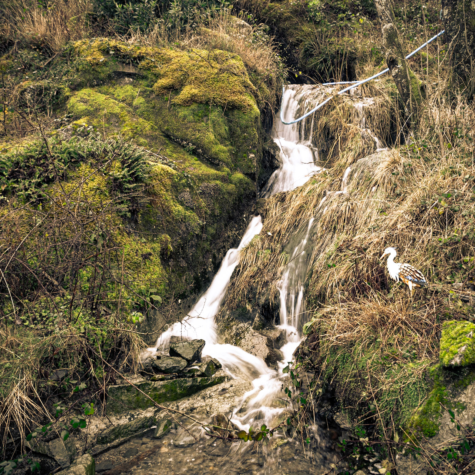 Beddgelert Forest
