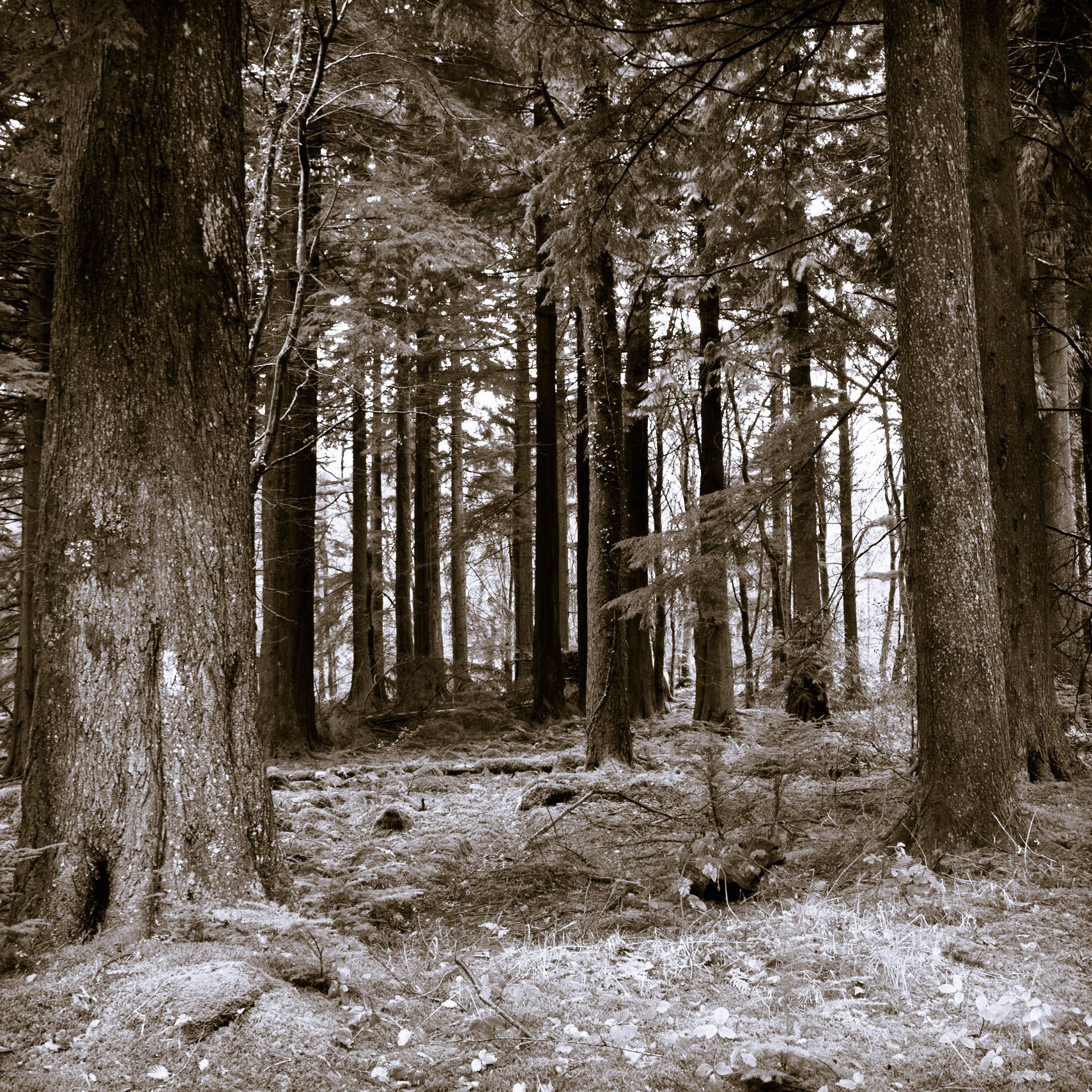 Beddgelert Forest