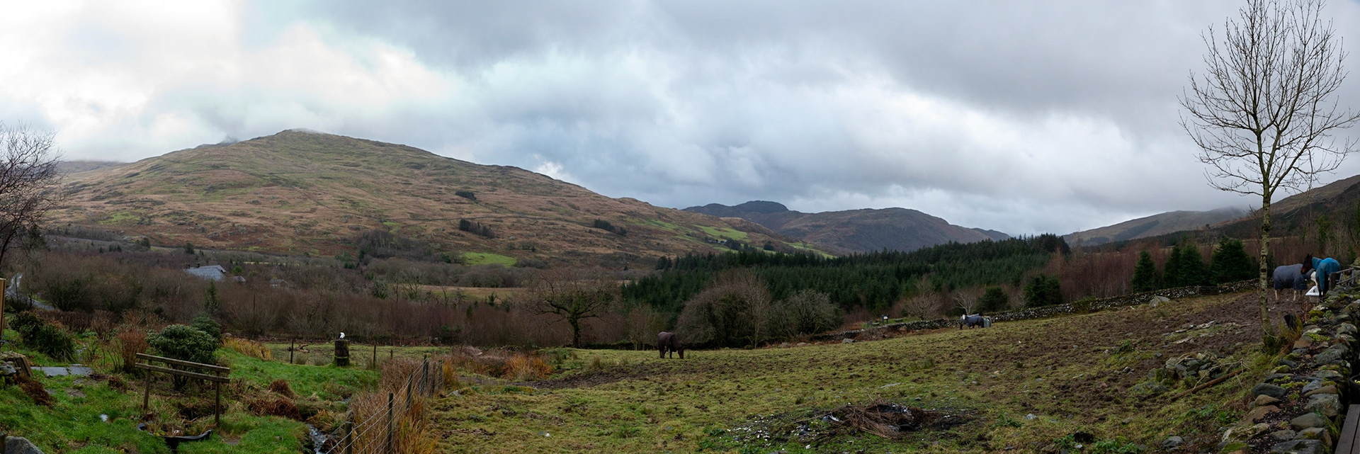 Beddgelert Forest