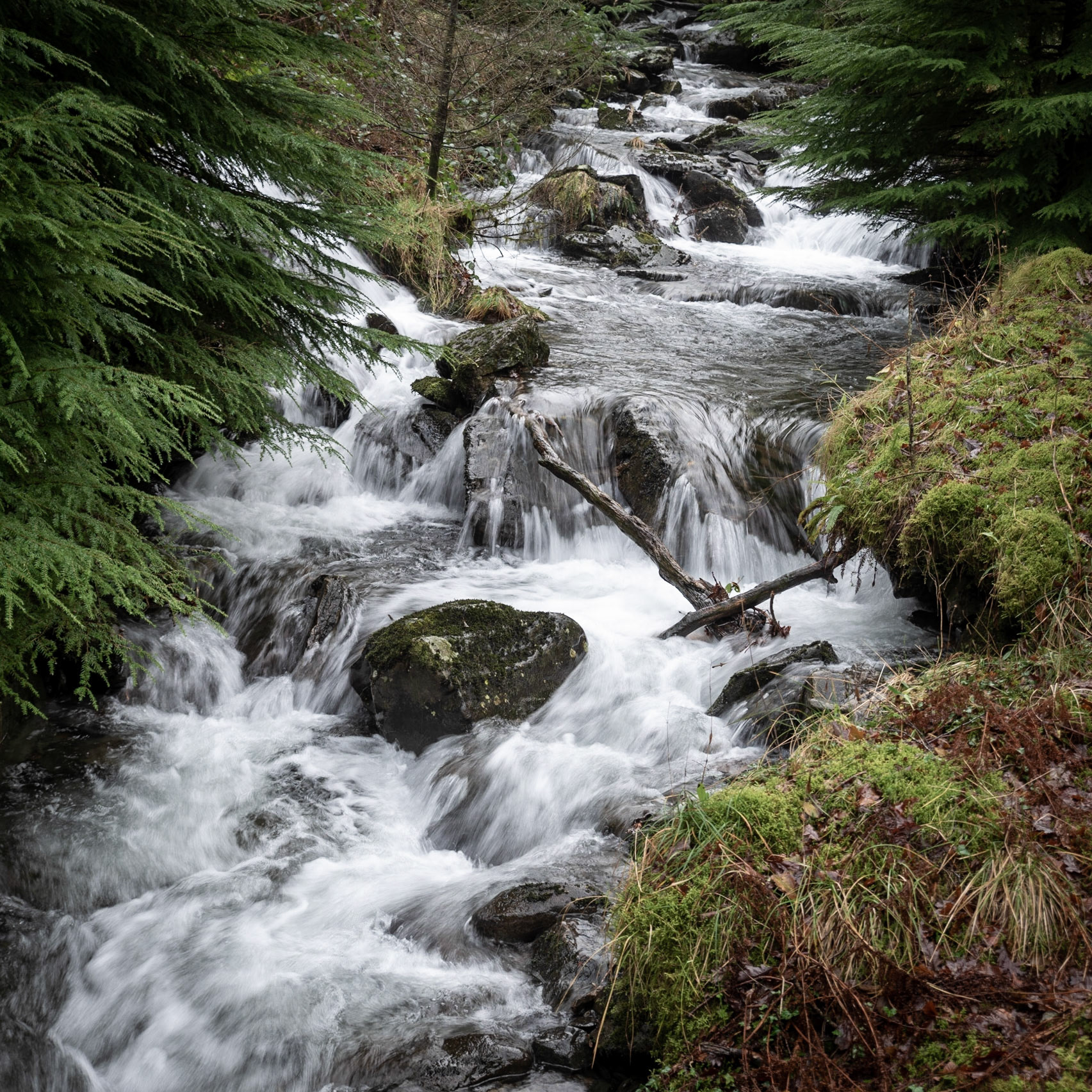 Beddgelert Forest